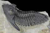 Hollardops Trilobite - Great Eye Facets #89227-6